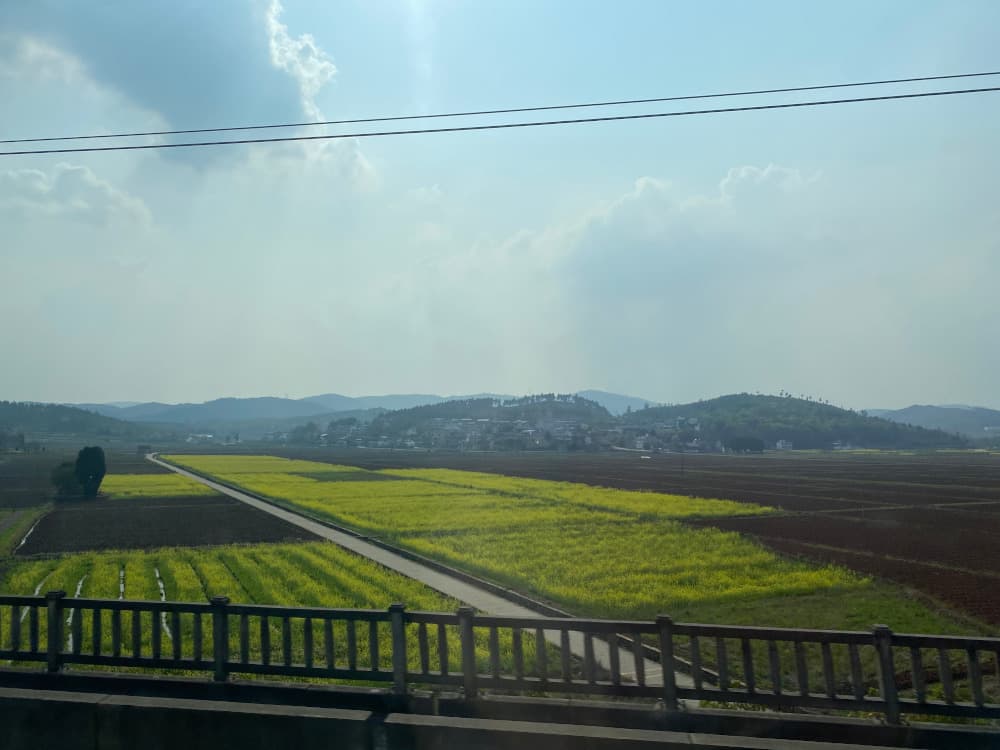 油菜花1